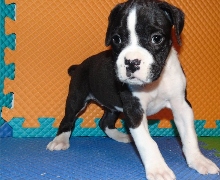 Boxer Puppies For Adoption In Nj Beautiful Ckc Boxer